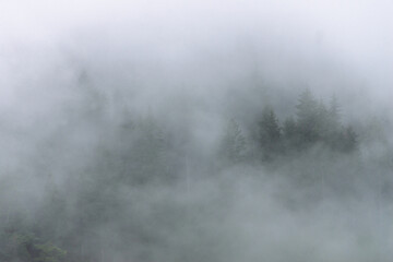 Amazing panoramic landscape mountain forests covering with a lot of fog after rain. - 658648364