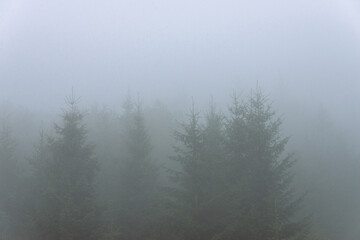Amazing panoramic landscape mountain forests covering with a lot of fog after rain. - 658648376