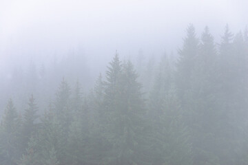 Amazing panoramic landscape mountain forests covering with a lot of fog after rain. - 658648381