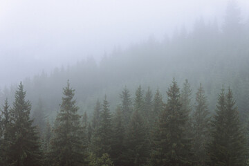 Amazing panoramic landscape mountain forests covering with a lot of fog after rain. - 658648385