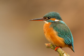 a kingfisher sits on a branch