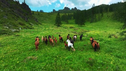 Herd of wild horses running through the meadow