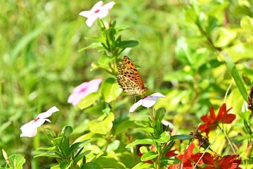 An Argyreus hyperbius. Lepidoptera Nymphalidae male butterfly. This butterfly can be seen in familiar places such as grasslands, and the male has a black border on the outer edge of its hind wings.