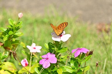 An Argyreus hyperbius. Lepidoptera Nymphalidae male butterfly. This butterfly can be seen in familiar places such as grasslands, and the male has a black border on the outer edge of its hind wings.