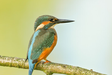 a kingfisher sits on a branch