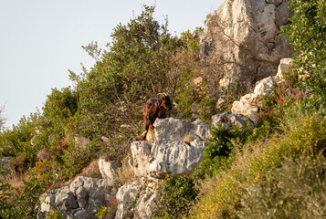 Goats in Kefalonia Island Greece