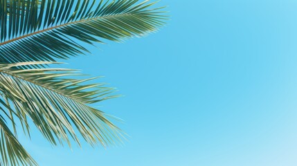 Closeup palm tree against blue sky with sun shine light 