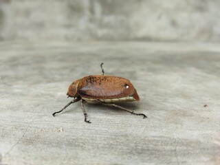 state potato beetle state potato Beetles type of scarab