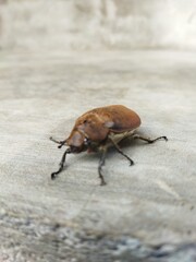 Obraz premium bug on the ground state potato Beetles type of scarab