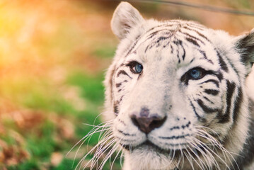 White big tiger, bleached tiger in autumn park laying and walk, close up