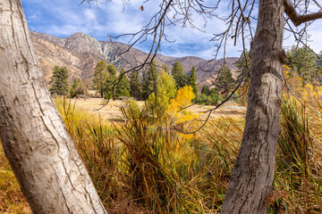 Fall Colors 