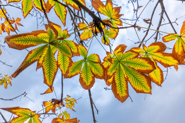 Fall Colors 