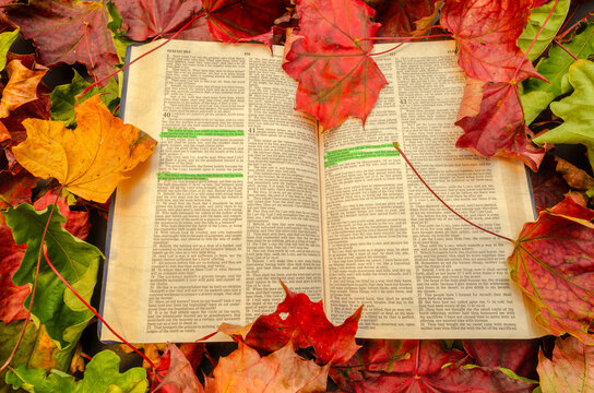 Holy Bible open Isaiah: Grass wither, the flower fade, but the word of God stands for ever. Autumn leaves in background. Fall and Christianity related photo with colorful green red yellow maple leaf.