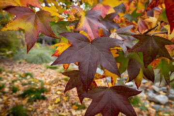 Fall Colors 