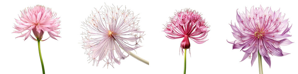 Onion Flower Hyperrealistic Highly Detailed Isolated On Transparent Background PNG File