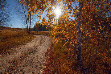 Alley in autumn golden yellow birch grove  at sunset time