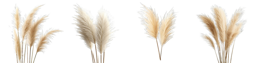 Pampas Grass Flower Hyperrealistic Highly Detailed Isolated On Transparent Background PNG File