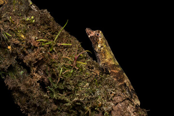 Anolis capito, the bighead anole, is a species of lizard in the family Dactyloidae. The species is found in Mexico, Guatemala, Belize, Honduras, Nicaragua, Costa Rica, and Panama