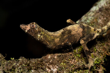 Anolis capito, the bighead anole, is a species of lizard in the family Dactyloidae. The species is found in Mexico, Guatemala, Belize, Honduras, Nicaragua, Costa Rica, and Panama