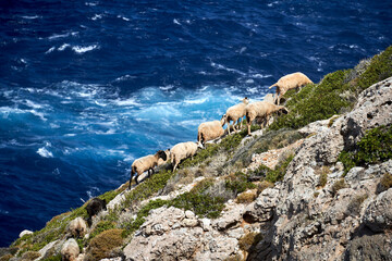 A herd of sheep grazing on a rocky mountainside by the sea on the island of Crete