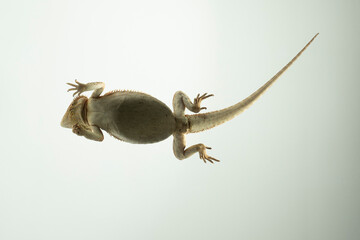 Pogona Vitticeps Bartagame perspektive