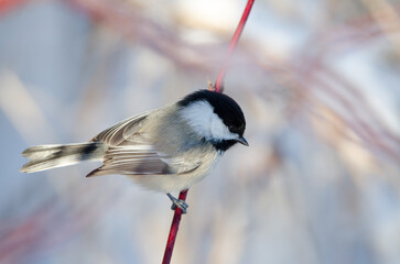 Black-capped Chickadee (Poecile atricapillus)