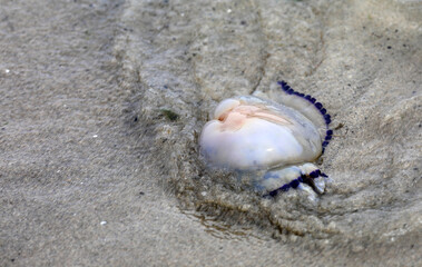 Fototapeta na wymiar Jellyfish swimming in the sea
