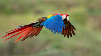 Fototapeta premium The scarlet macaw (Ara macao) is a large yellow, red and blue Neotropical parrot native to humid evergreen forests of the Americas. 
