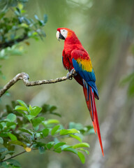 The scarlet macaw (Ara macao) is a large yellow, red and blue Neotropical parrot native to humid evergreen forests of the Americas. 