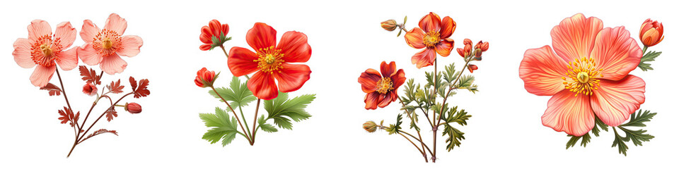Potentilla Flower Hyperrealistic Highly Detailed Isolated On Transparent Background PNG File - obrazy, fototapety, plakaty