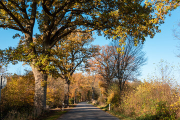 Fototapeta premium Landstraße im Herbst mit Eichenbäumen und buntem Laub