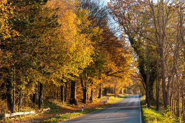 Obraz premium Landstraße in Schleswig-Holstein im Herbst mit Bäumen und buntem Laub
