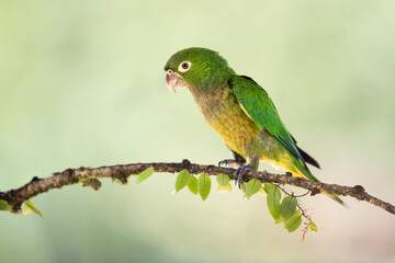 The olive-throated parakeet (Eupsittula nana), also known as the olive-throated conure in aviculture, is a species of bird in subfamily Arinae of the family Psittacidae