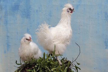 Two male silkie bantam chickens are looking for food on a weathered tree trunk overgrown with...