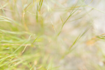 Green lush grass close-up. Spring background
