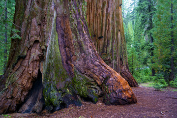 Sequoia - Giant Forest California (2023)