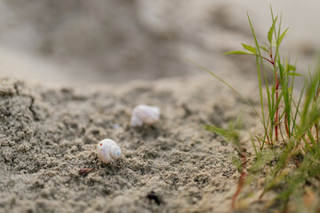 Snails on the sand close-up. Seashells in the wild on the river
