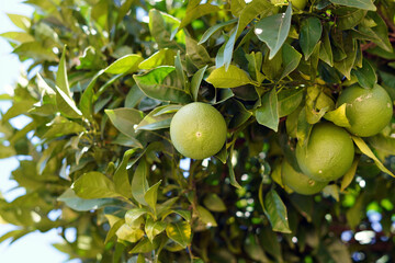 Unripe orange on the tree. Bottom up view. The fruit is still unripe and green.