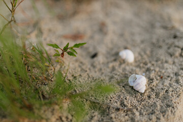 Snails on the sand close-up. Seashells in the wild on the river