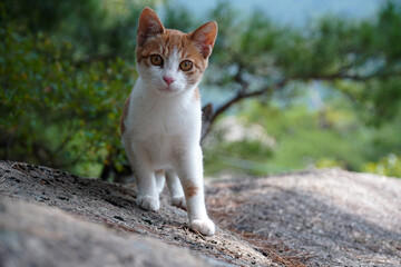 a cute yellow kitten
