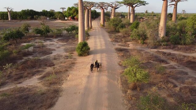 Aerial view of baobabs avenue in Madagascar, baobabs, endless gravel roads and African rivers. 