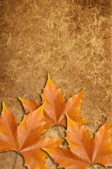 Maple leaves on a brown grunge backdrop with copy space