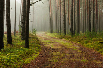 Wysoki sosnowy las. Między drzewami znajduje się kręta, leśna droga. Jest wczesny ranek, między drzewami unosi się mgła. - obrazy, fototapety, plakaty
