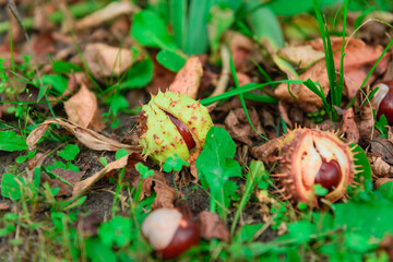 Kasztany opadłe z kasztanowca, leżące wśród opadłych, brązowych liści i zielonych roślin. 