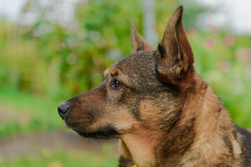 Głowa psa widoczna z profilu. Pies w typie wilczura, czarno brązowa sierść, uszy postawione do...