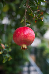 pomegranate fruit on tree