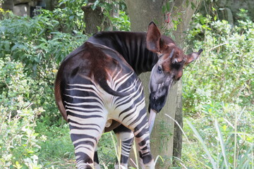 オカピ  © kosumi