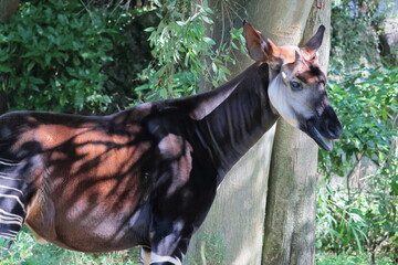 オカピ  © kosumi