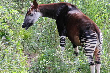 オカピ  © kosumi