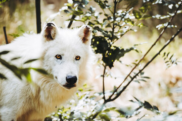 Portrait d'un magnifique loup arctique ou loup blanc